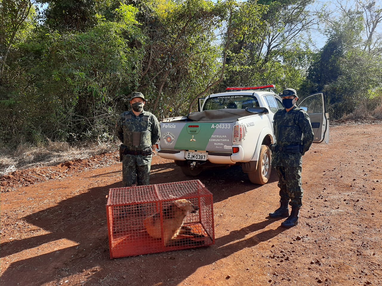 O lobo guará foi capturado pela equipe do Corpo de Bombeiro em São Joaquim da Barra e encaminhado pela Polícia Ambiental para soltura na região de Ituverava